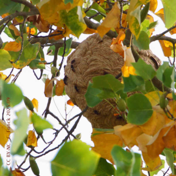 photo d’un nid de frelons asiatiques situé dans un peuplier, à 20 m de haut, vu du dessous au travers du feuillage, pris au téléobjectif.