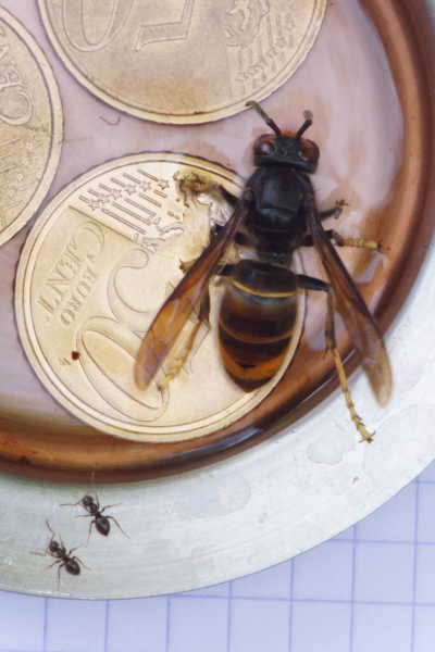 photo d’un frelon asiatique posé sur une pièce de 50 cents