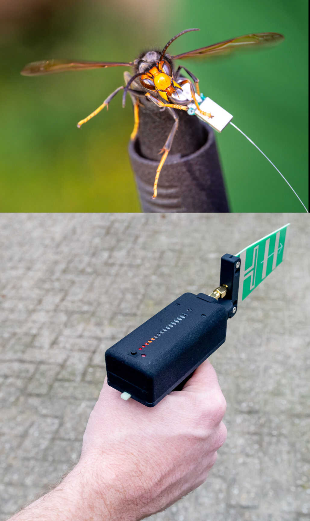image comportant deux photos. En haut: photo d'un frelon asiatique equipé d'une balise Robor. En bas: photo d'une main tenant un recepteur Robor